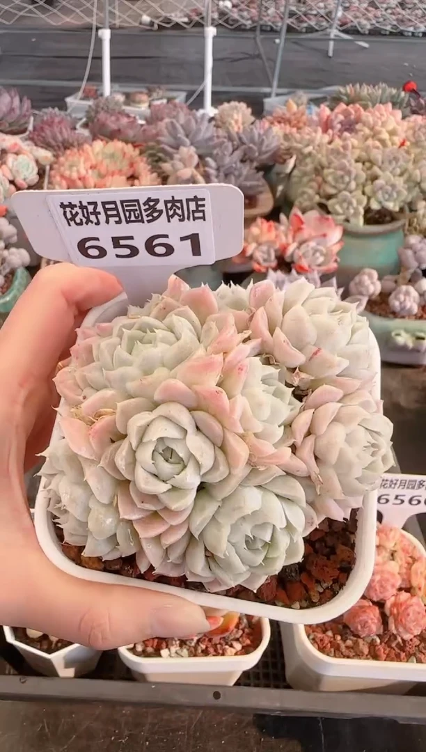 【闪购商品】6561.