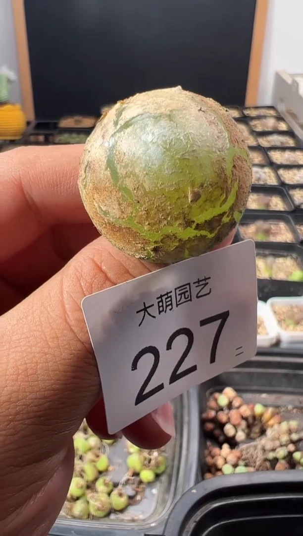 一物一拍   默认微瑕       --227