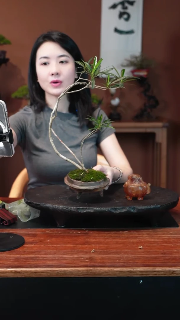 无花朵栀子花盆景盆景盆景