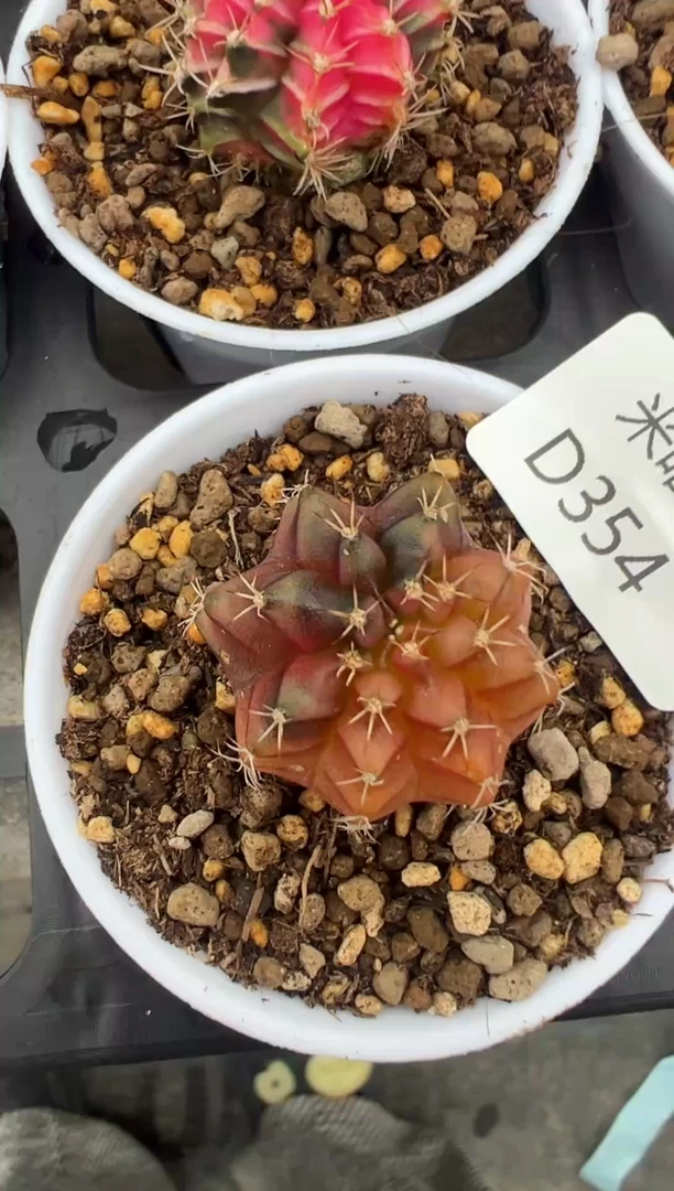 354好看的米哈冲冲冲泰国实生