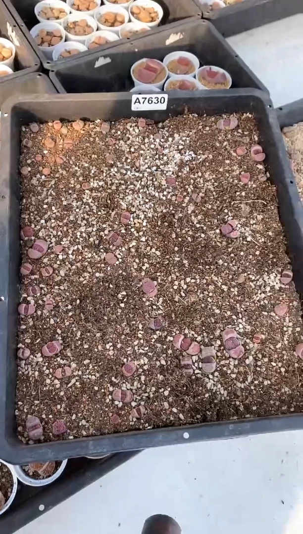 【闪购商品】7630 紫菊清筐 脱土