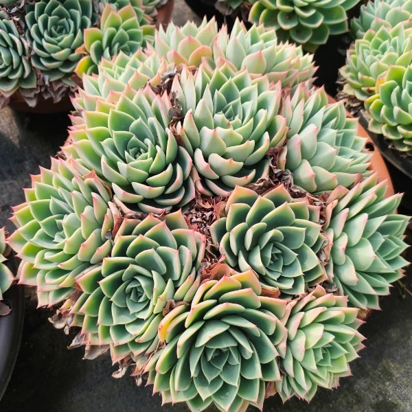 三色堇 新手必拍 好看好养 多肉植物云南昆明发货