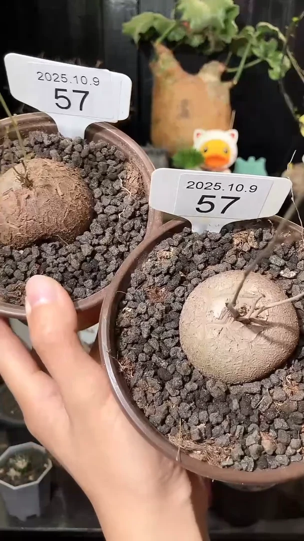 57号1009南非龟甲龙福利特价组合