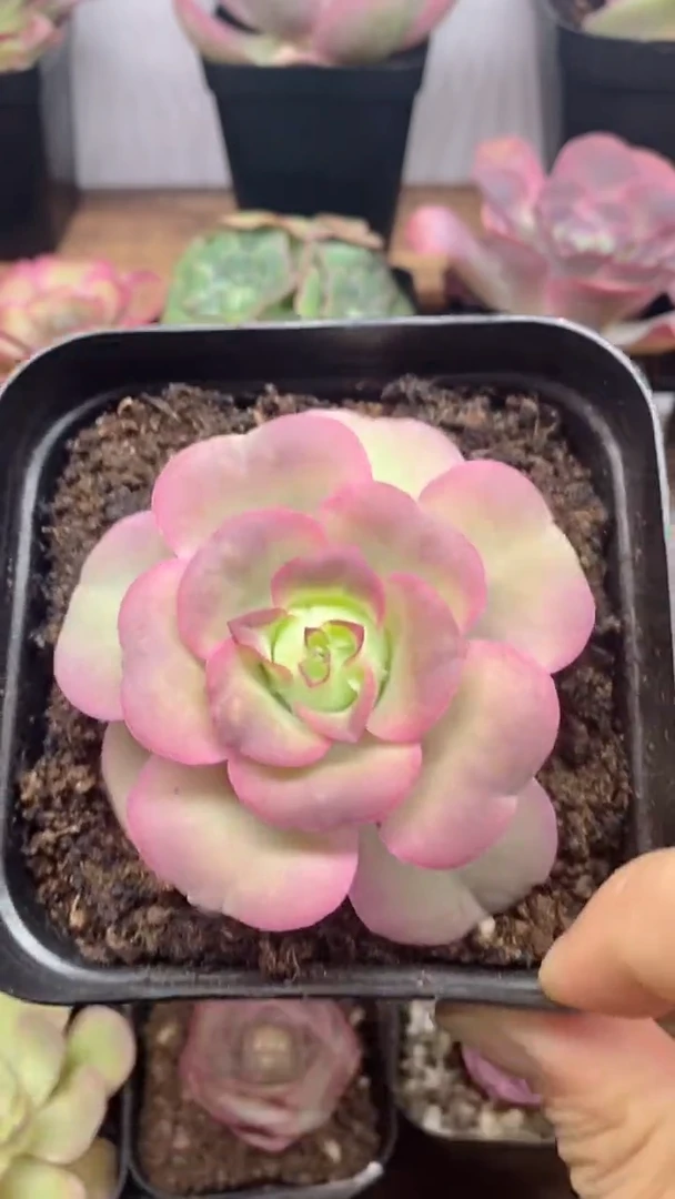 楹楹山地玫瑰/185