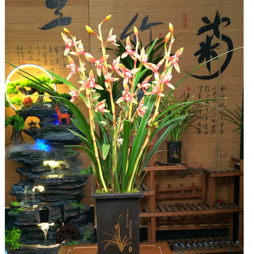 A（5-8支花）四季建兰 黄金彩虹 古风花盆栽好室内阳台兰花绿植盆栽