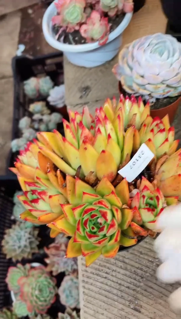 【闪购商品】23107