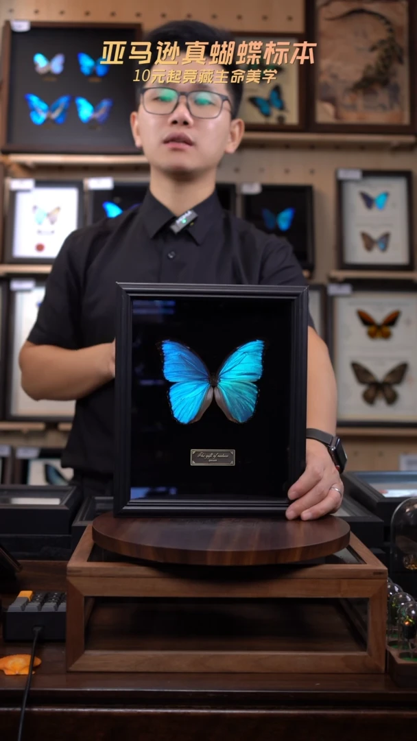 大蓝闪蝶10寸竖黑丝绒底送证书