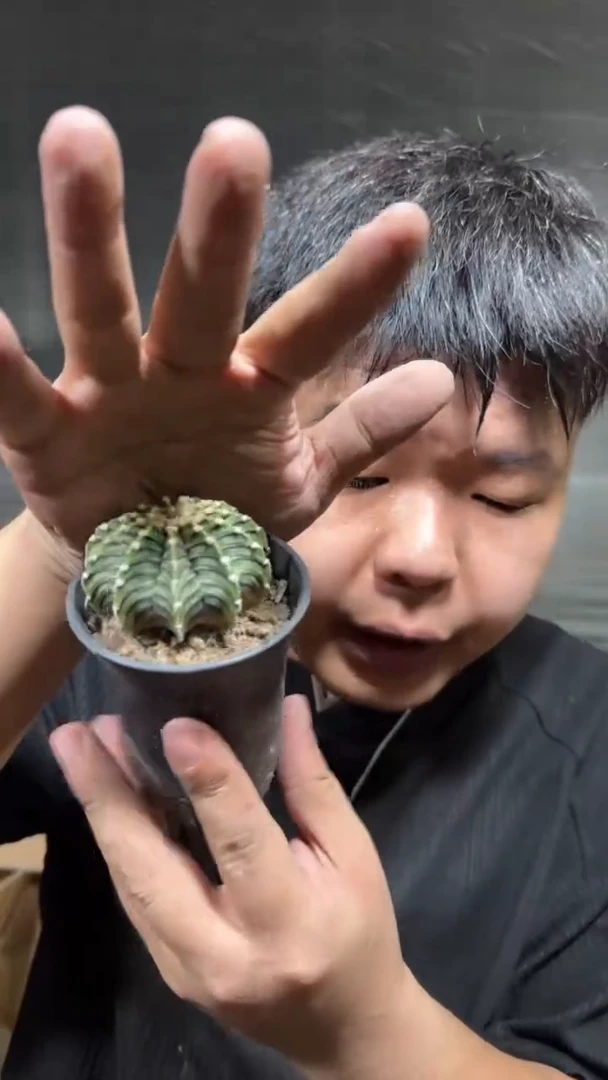 泰系高绒 纯肋骨【实生根】带盆土