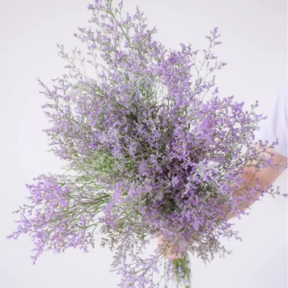 情人草丨大长腿超大份 高颜值鲜切花