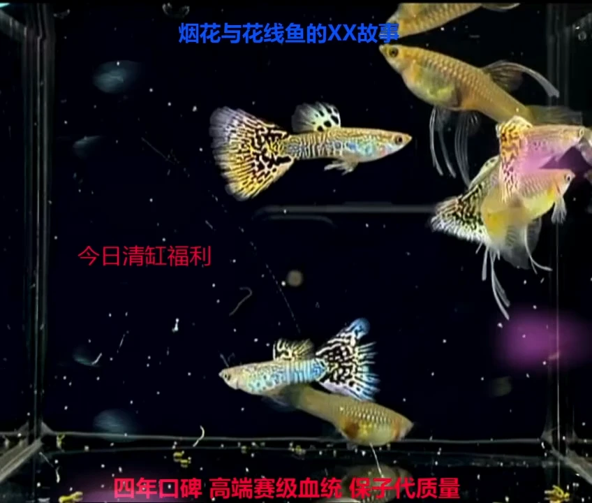 孔雀鱼黄蛇绣球生大C精品福利2对加备损