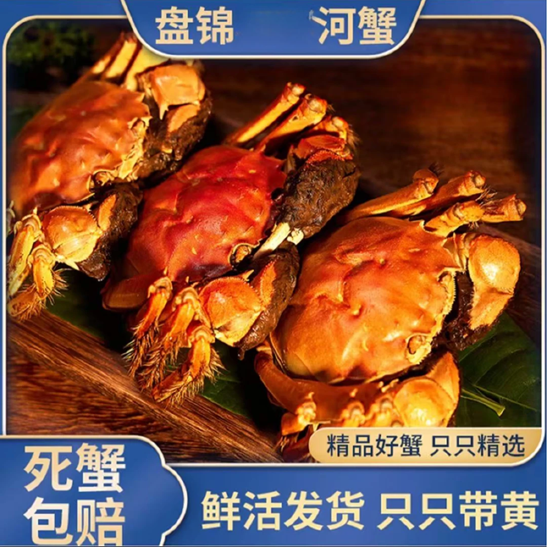 【活蟹】【1.3-1.6两/只】盘锦河蟹母蟹  净重2斤（13-15只） 顺丰包邮