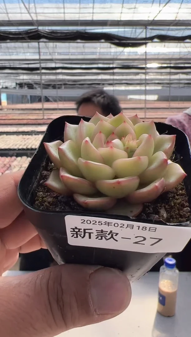 【闪购商品】新款多肉-27