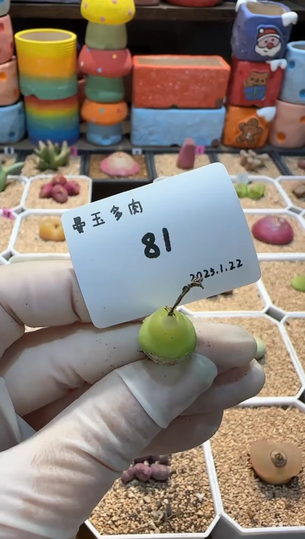 【闪购商品】25.1.22-81