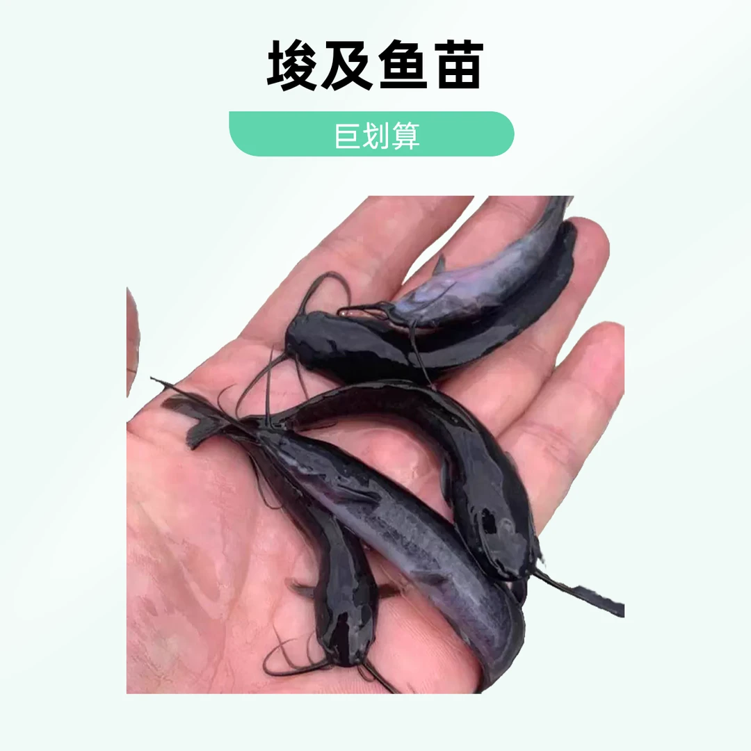 埃及塘鲺鱼苗淡水 养殖食用革胡子鲶鱼苗淡水鱼苗批 发八须胡子鲶