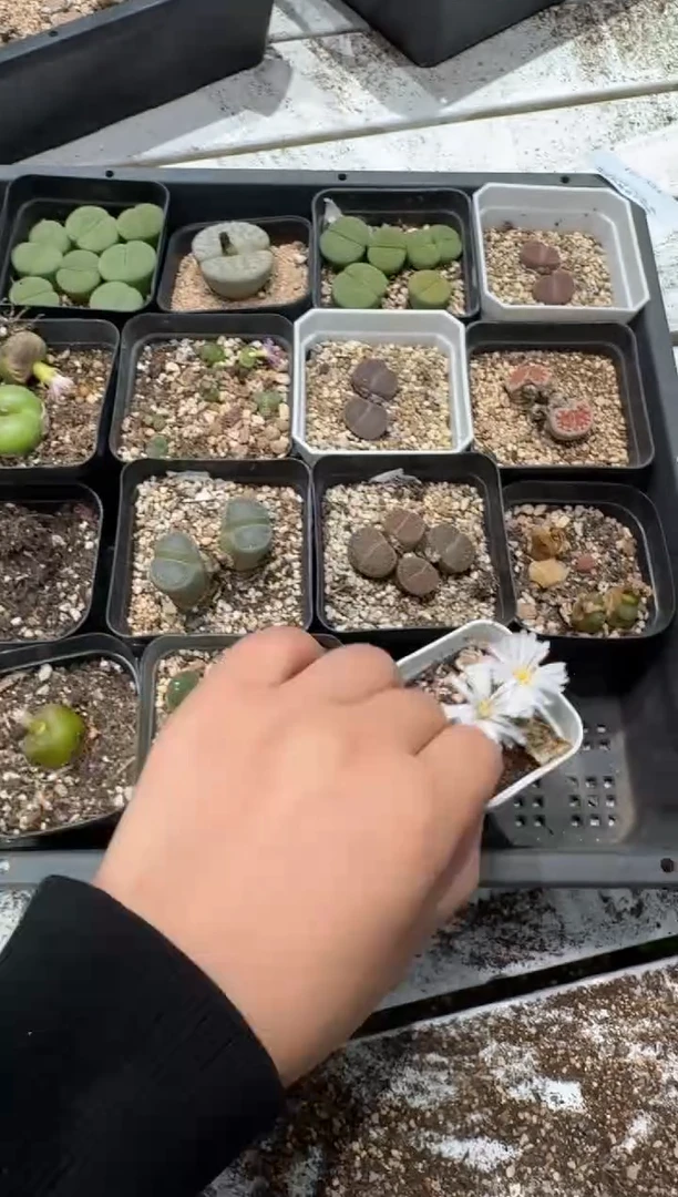 多肉植物肉锥脱土发12-331