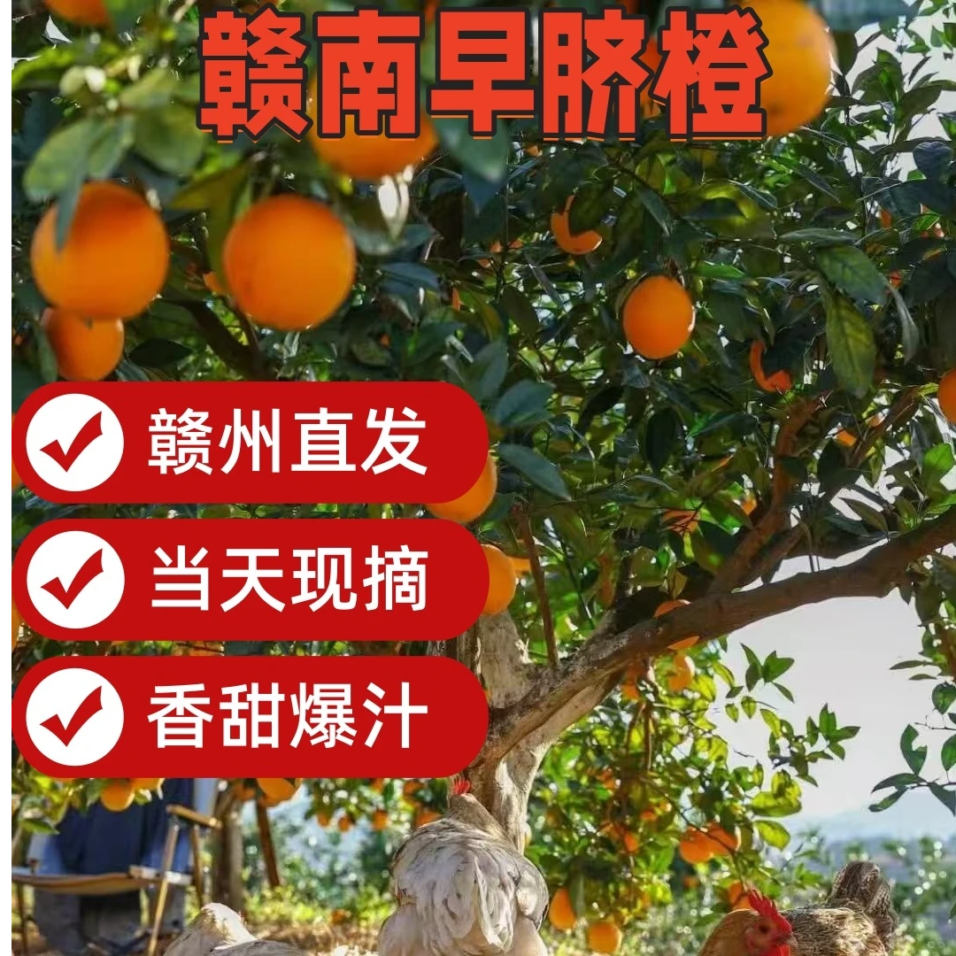 赣南早脐橙新鲜现摘3/5/10斤橙香四溢源头直发脆爽香甜