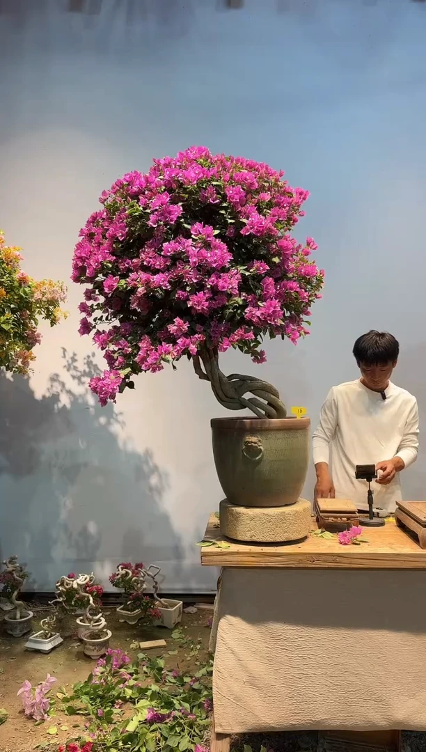 全部花朵老****涯三角梅16