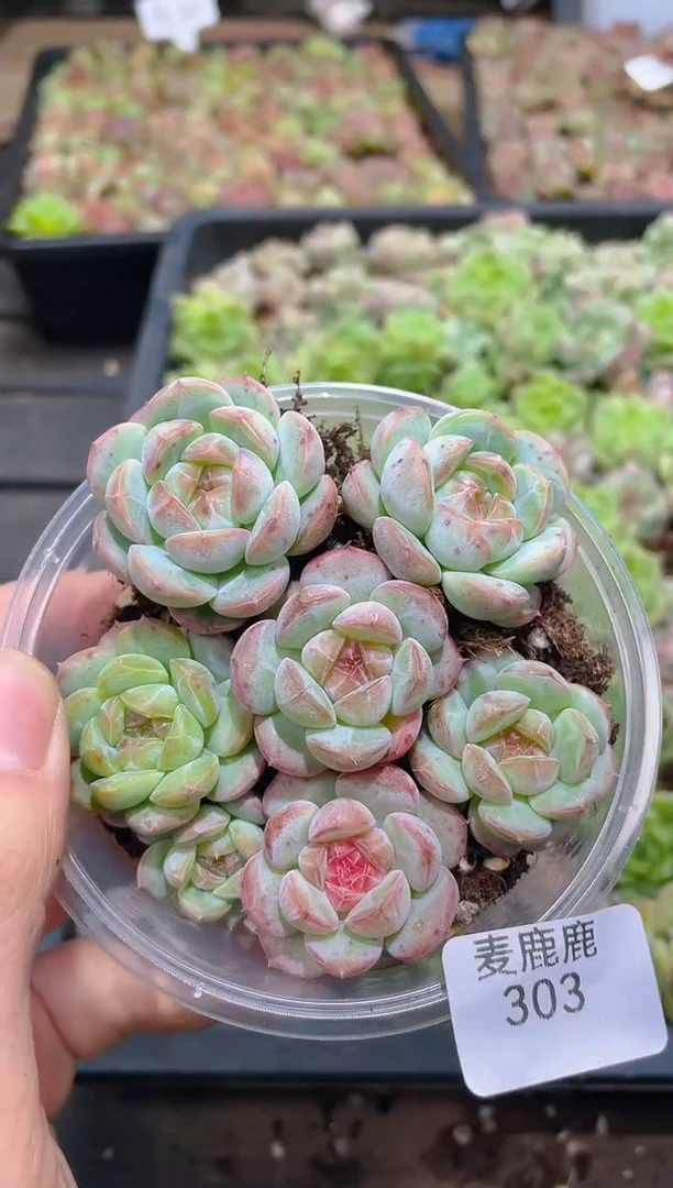 303粉岚      量拍