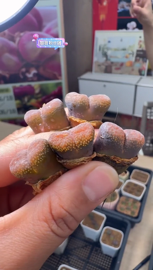 疯狂的多肉石头208大紫蒂一颗