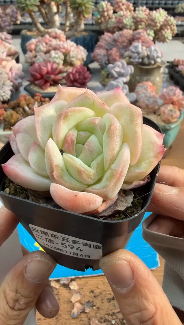 东云多肉园二店-594