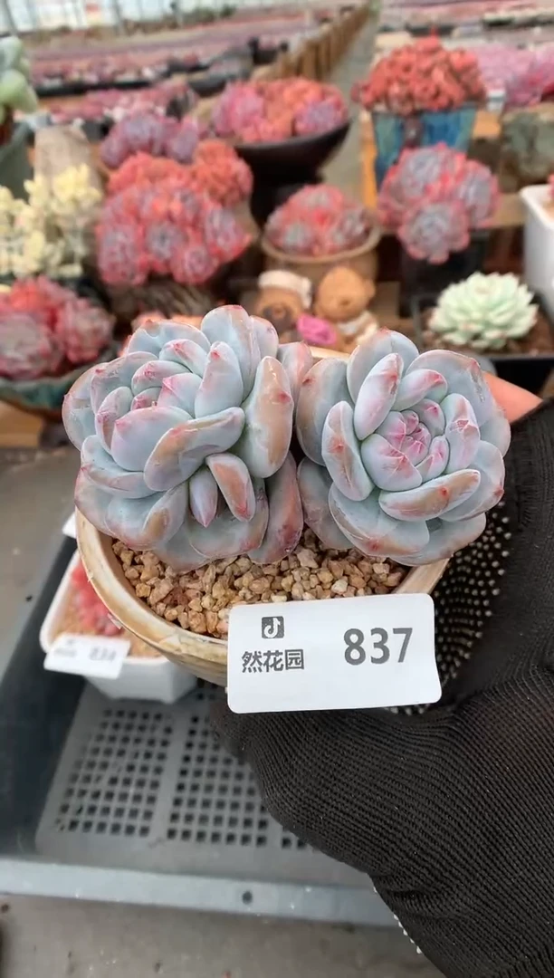 837星影一物一拍