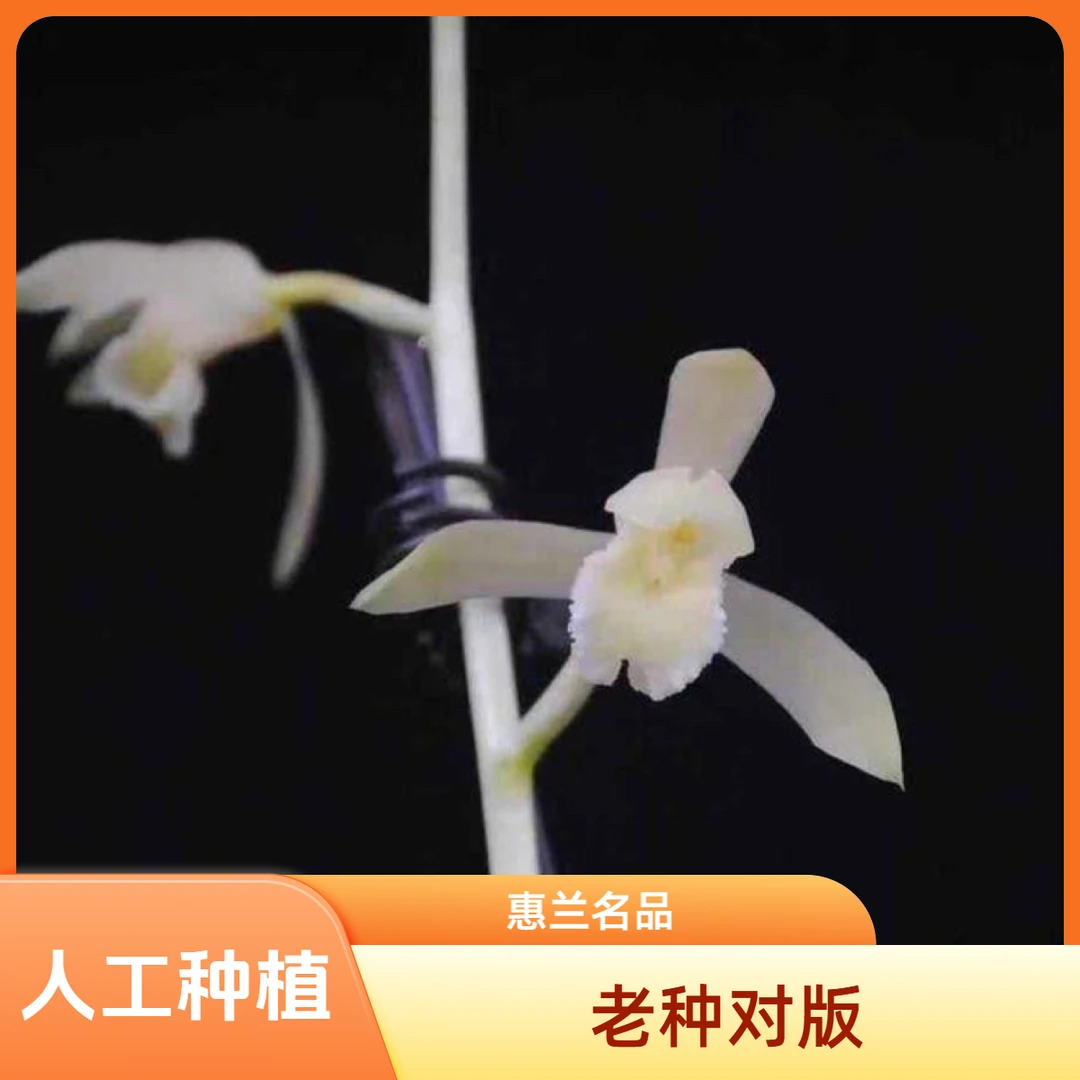 【白玉素】惠兰名品 国兰老种2苗 花开浓香 阳台好养 对版 人工种植