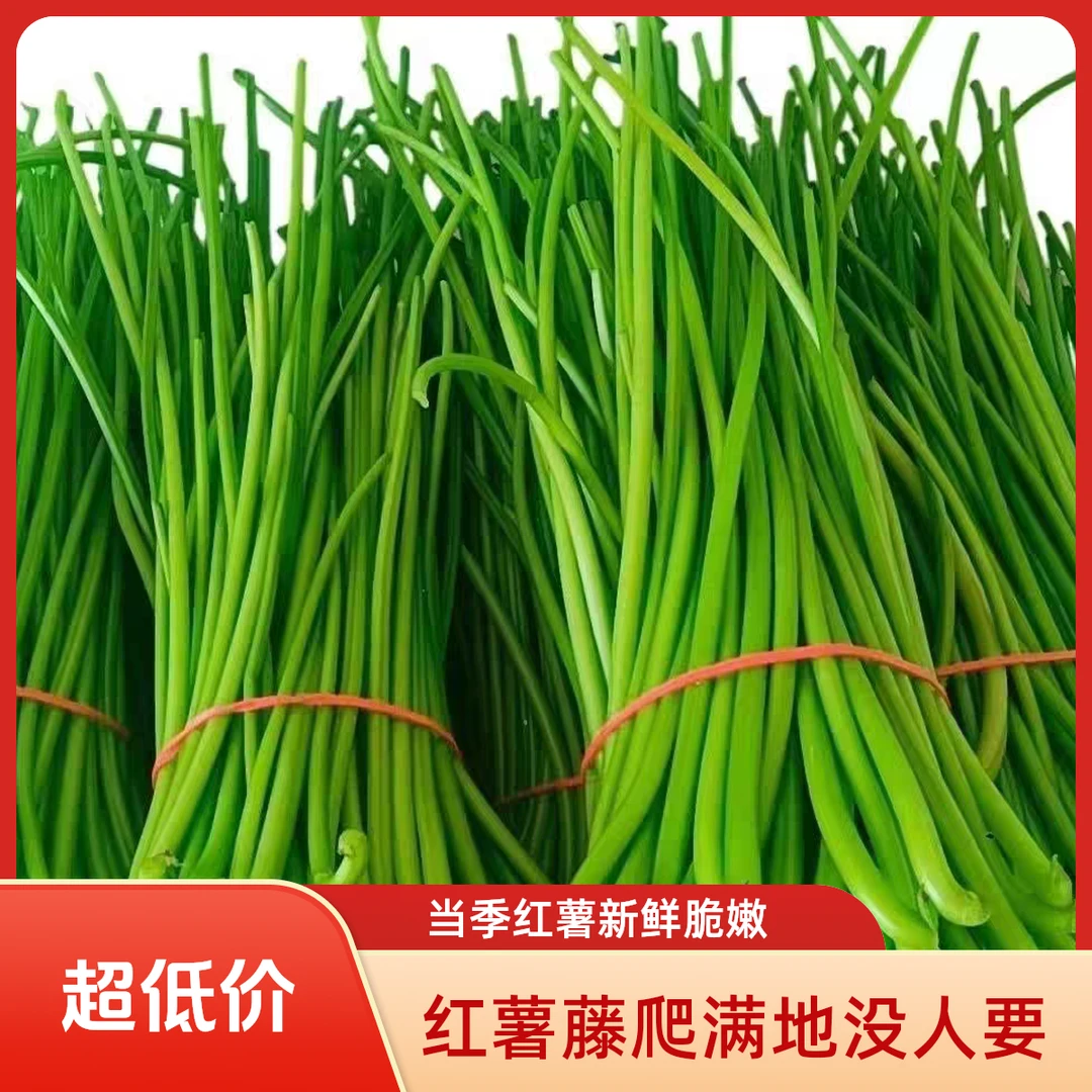 【坏了包赔】河南当季蔬菜农家自种红薯梗叶柄红薯尖新鲜现摘应季菜