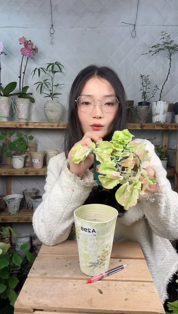 无花朵283红雀珊瑚