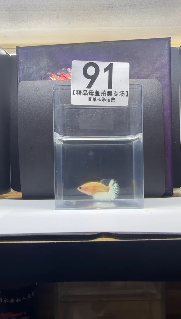 斗鱼母鱼编号：03