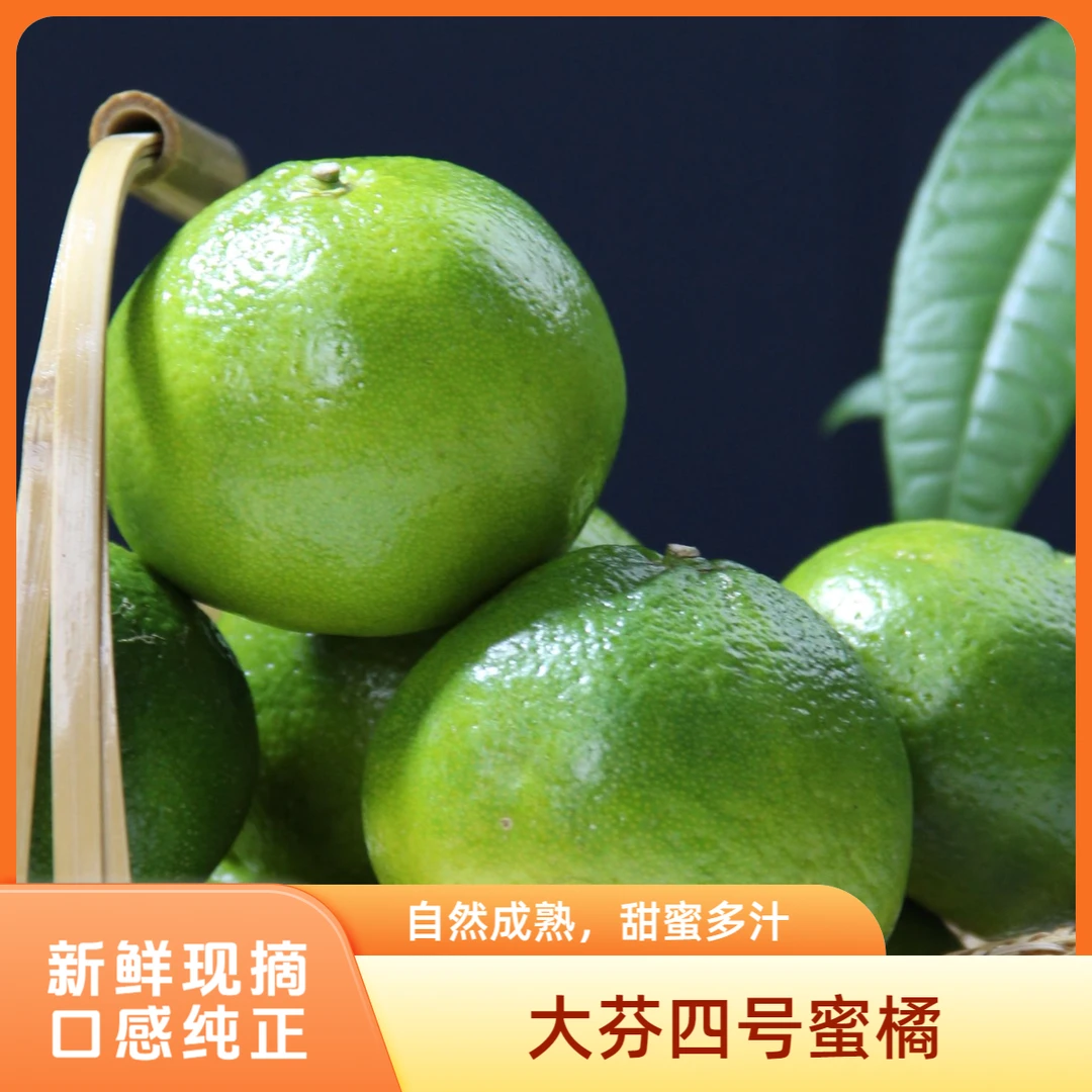 大芬四号蜜橘现摘现发青皮蜜橘子薄皮多汁酸爽甜新鲜应季水果