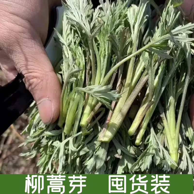 顺丰包邮 东北黑龙江野生柳蒿芽一斤包邮 现采现发 坏了包赔