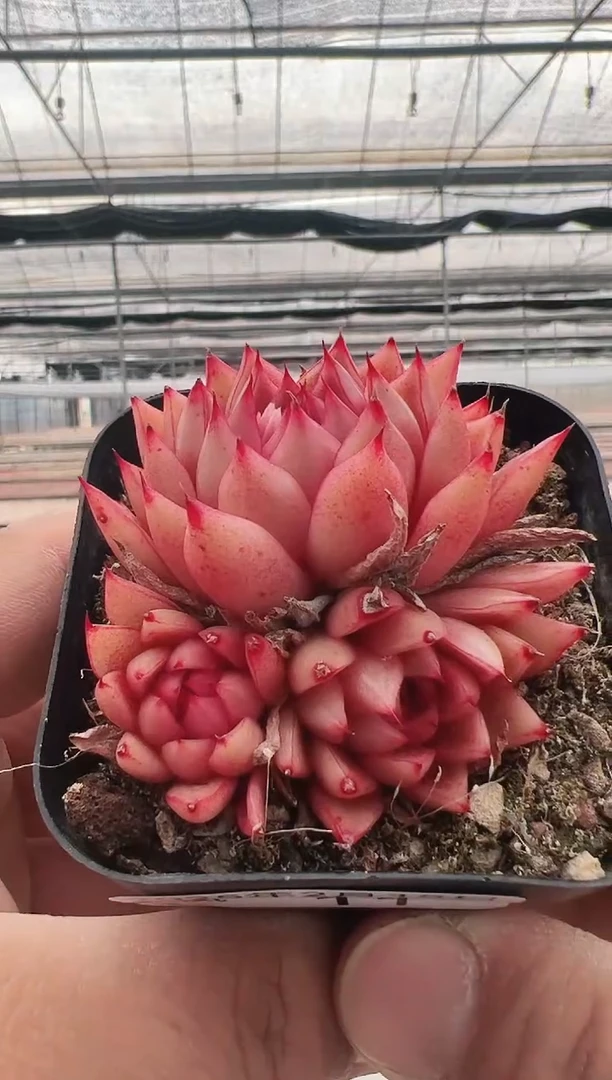 【闪购商品】火凤凰-11