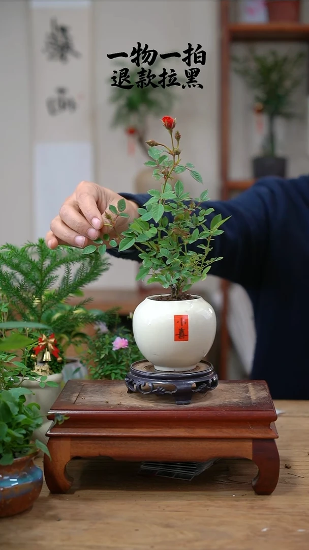 完全开放铁***星月季109