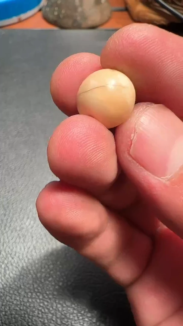 高白珠子高白珠子高白珠子