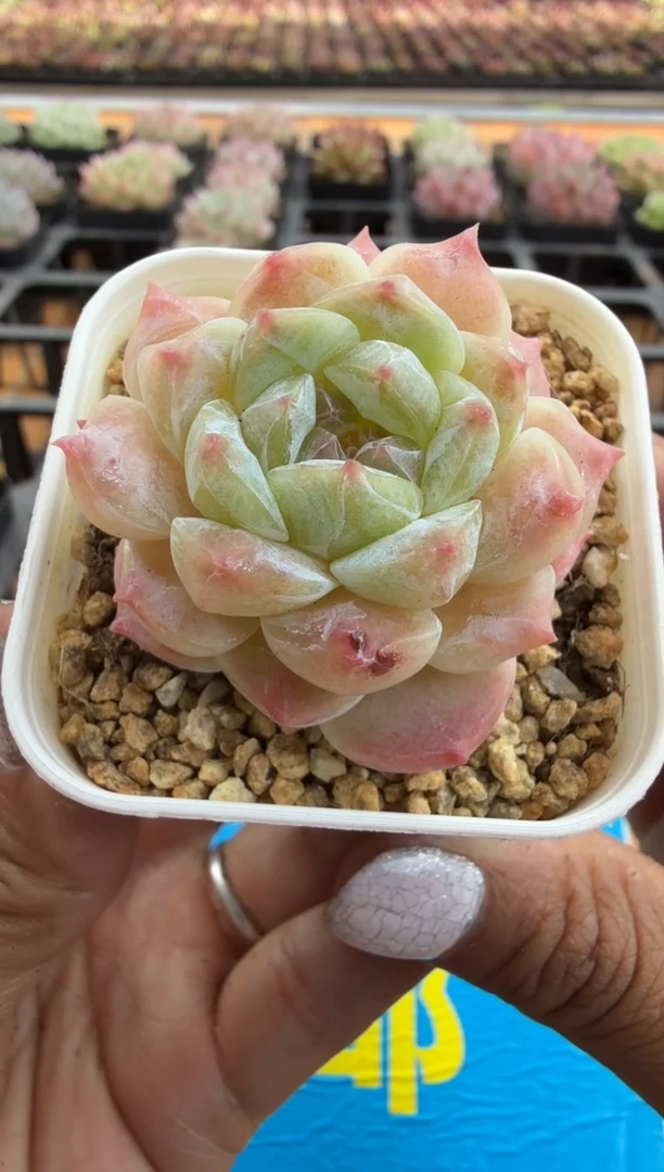 东云多肉园二店-307