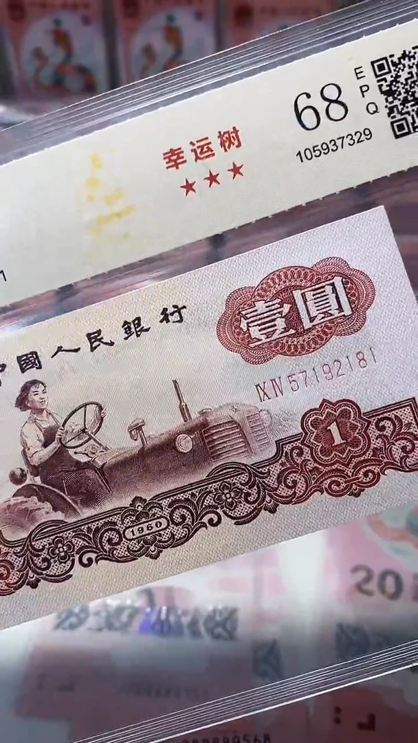 【闪购商品】幸运树57192181.。。。。