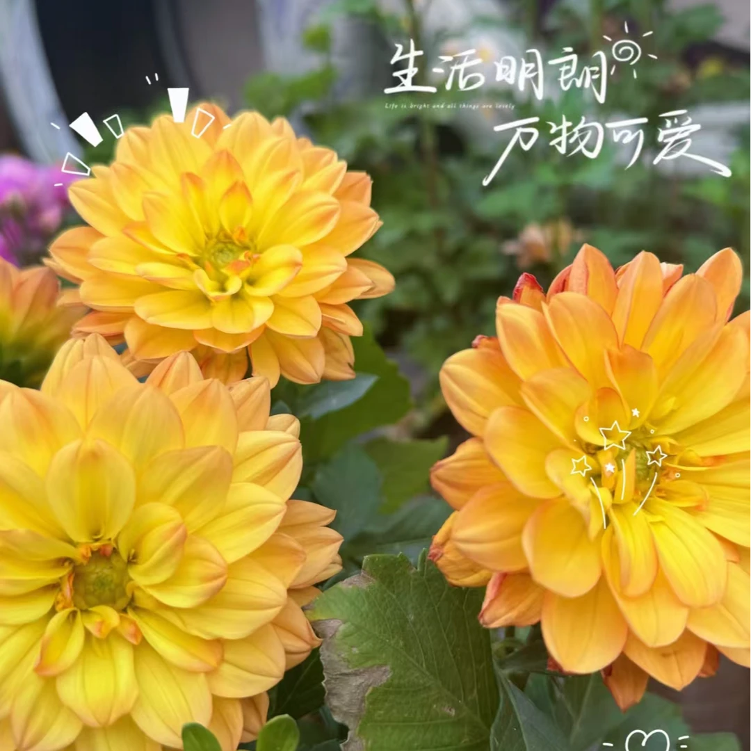 【日落橙】小丽花盆栽带花苞发货多年生球根花期长南北方均