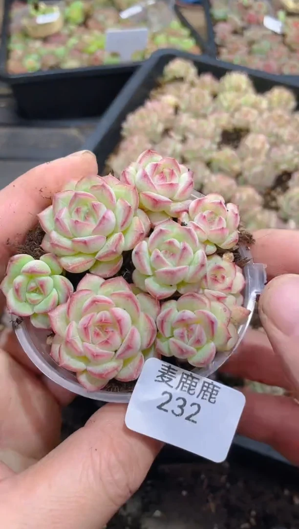 232清峰珍妮      量拍