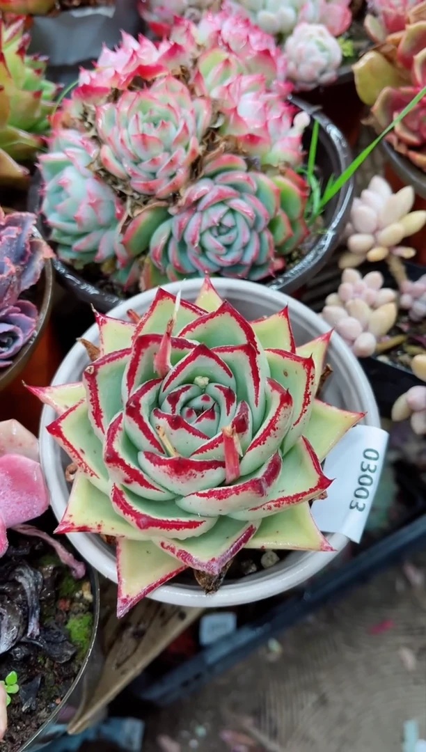 【闪购商品】03003多肉