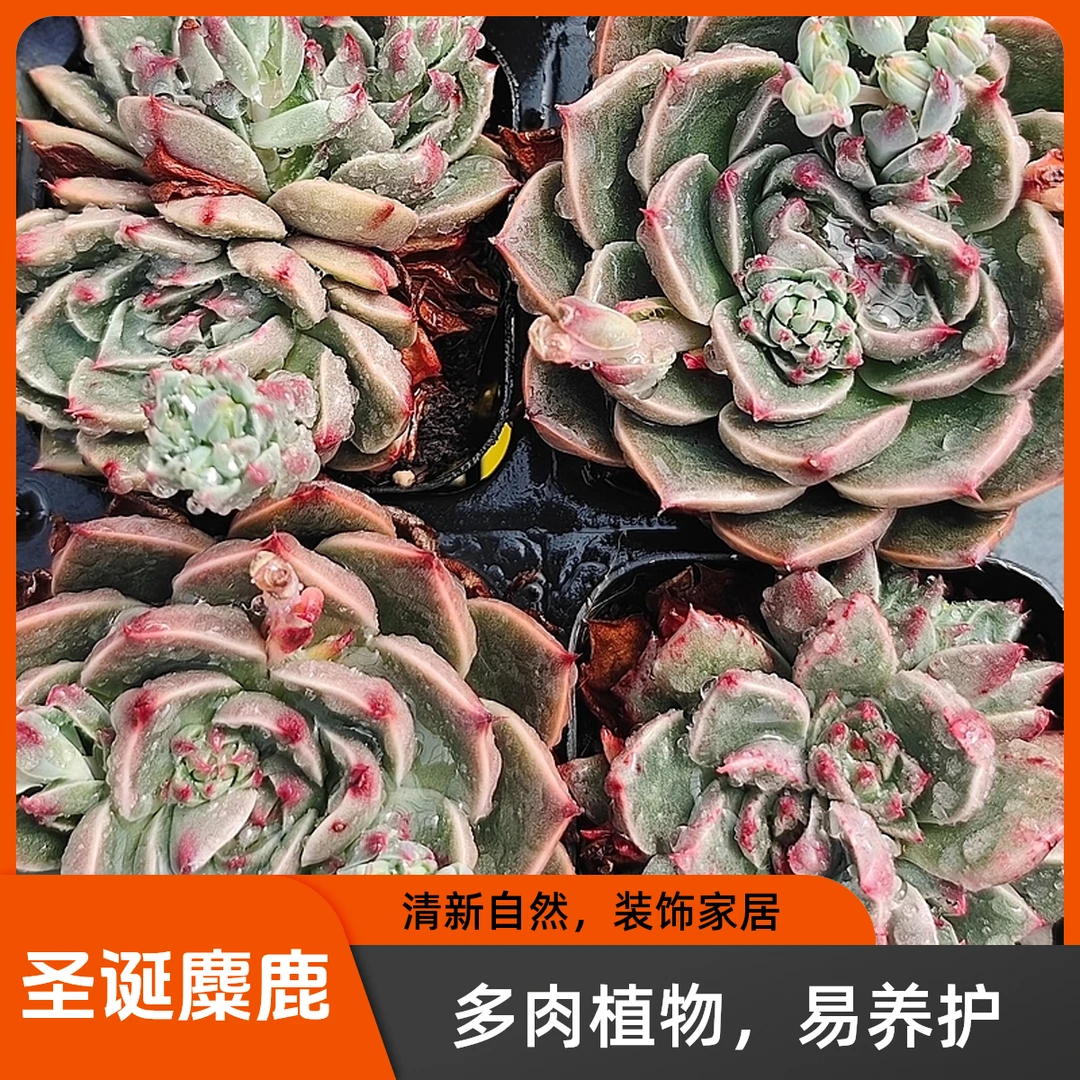 满18元包邮圣诞麋鹿精品多肉裸根上盆多肉