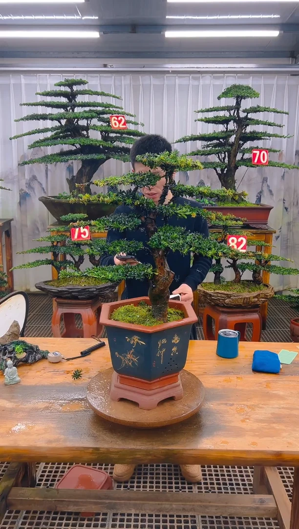 无花朵精品盆景直播间一物一拍