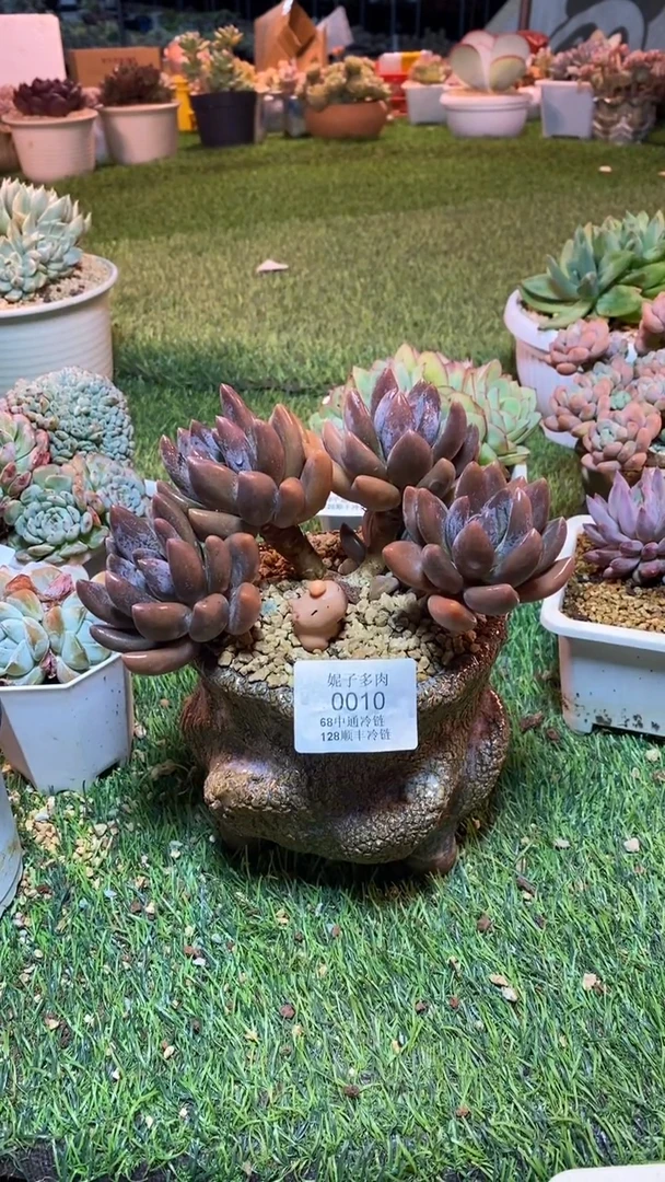 蓝****️0010（满28包邮发货）