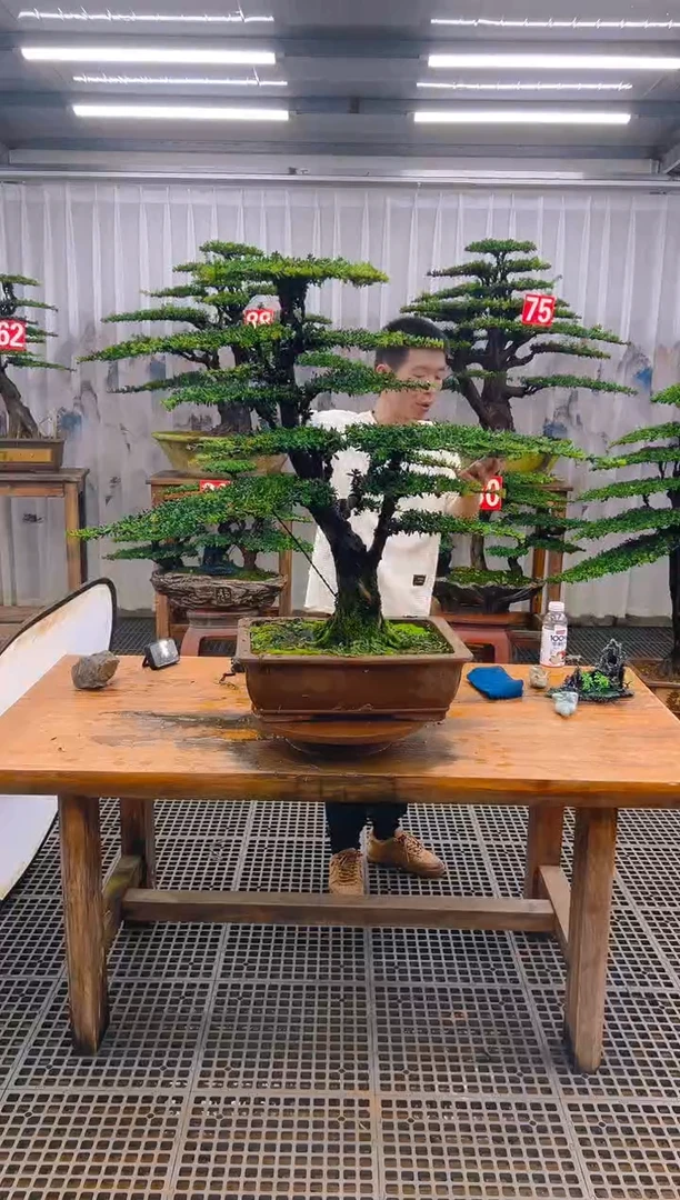 无花朵做***事精品盆景直播间一物一拍