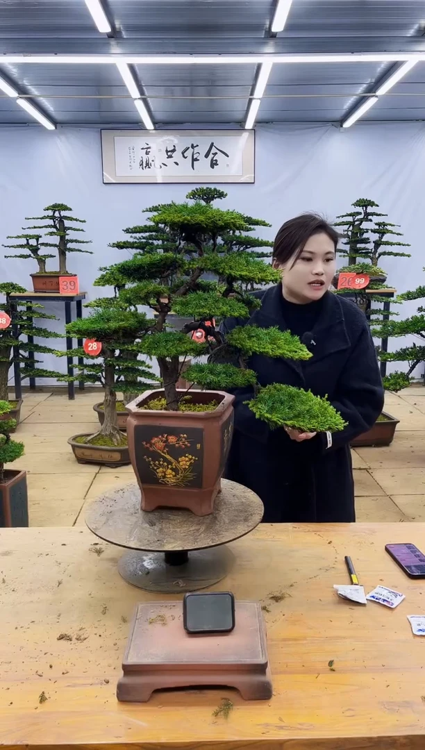 【闪购商品】高端盆景一物一拍，所见即所得