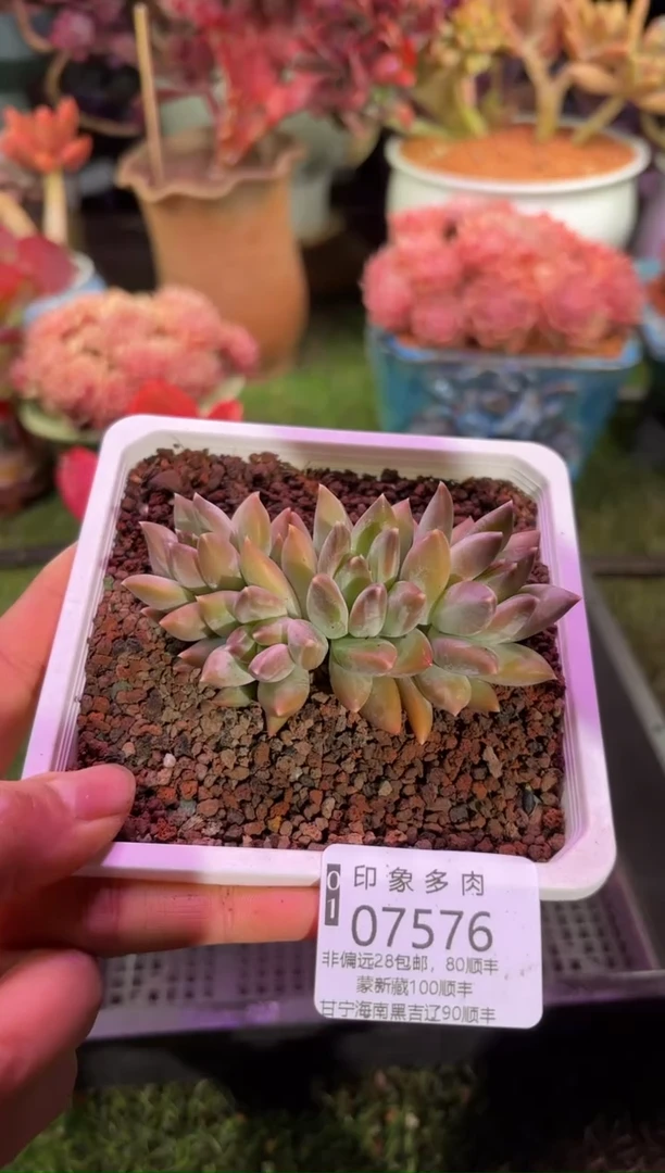 【闪购商品】07576