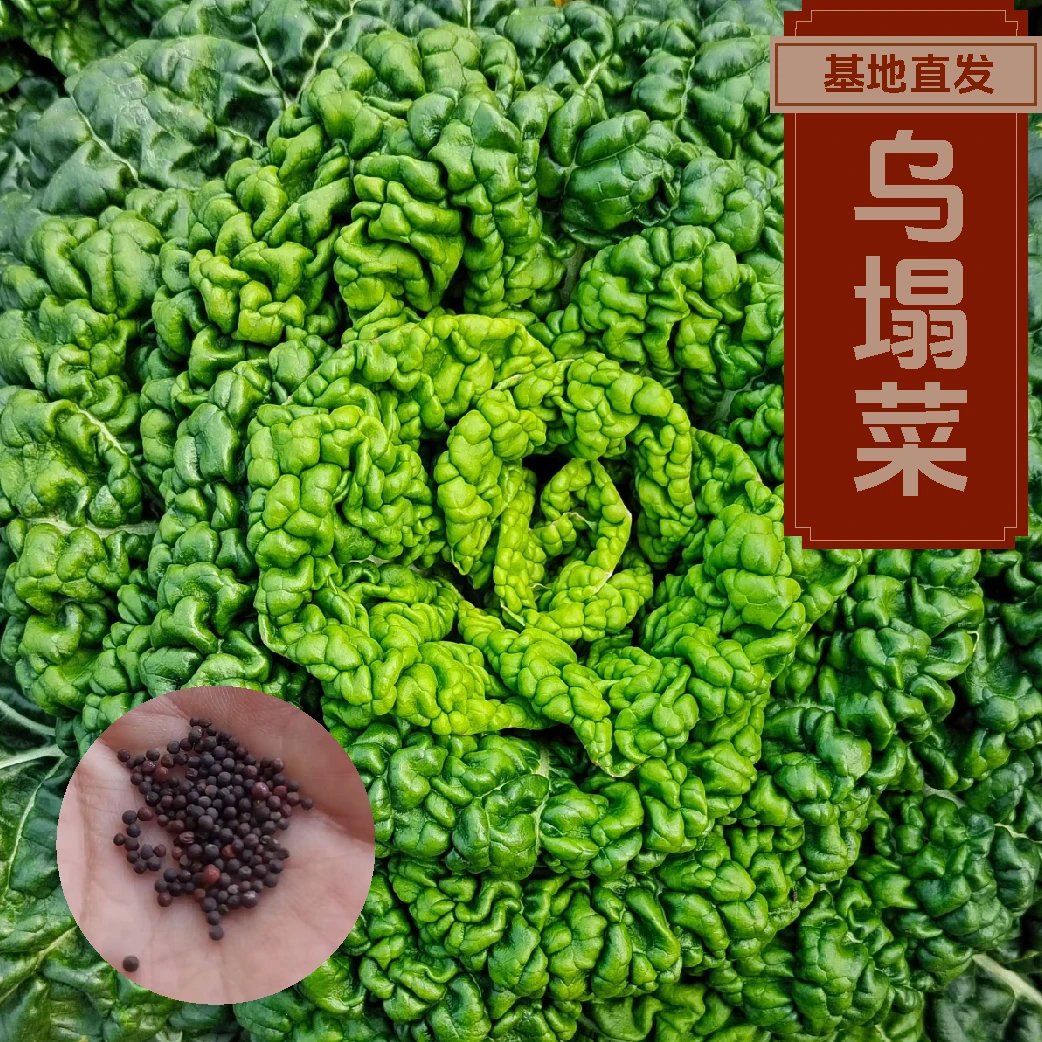 【乌塌菜种子】黄心乌塌菜种子四季情操种子抗热耐寒