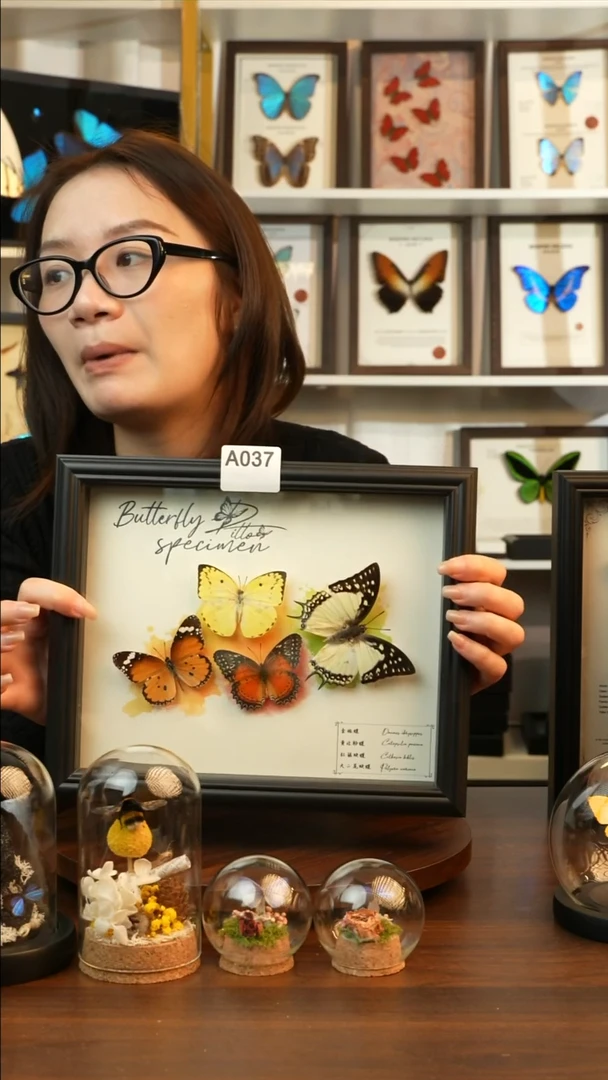 四色蝴蝶组合（10寸欧式黑框）A037