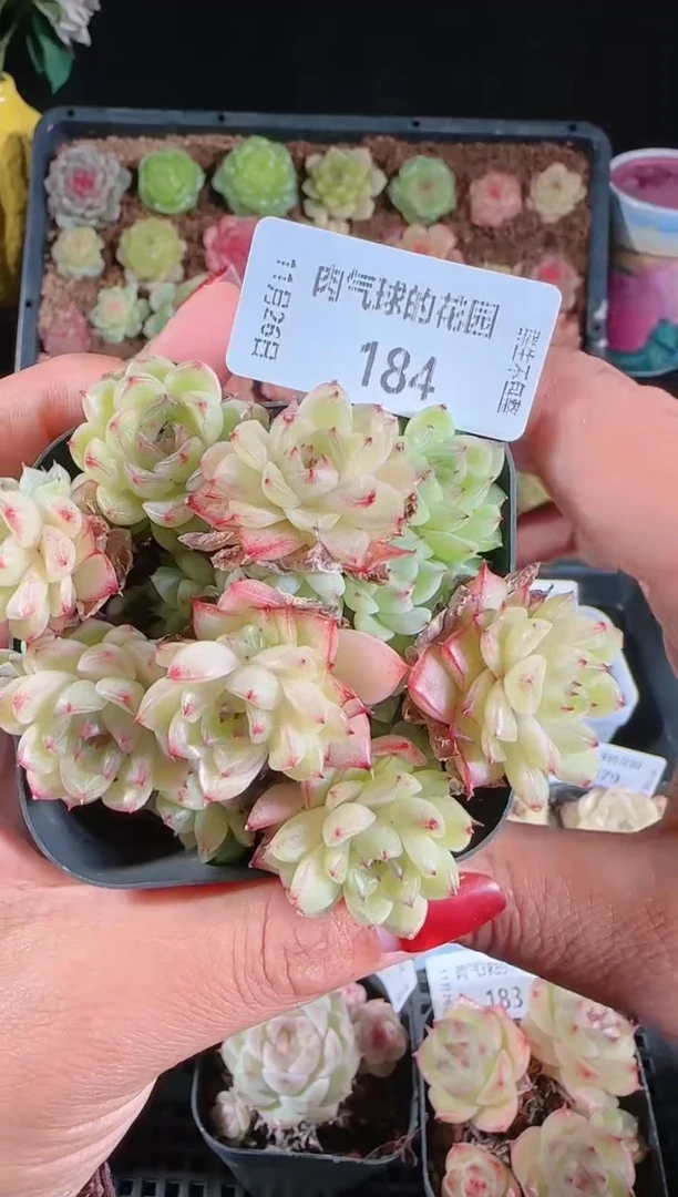 1126-184群生不包整