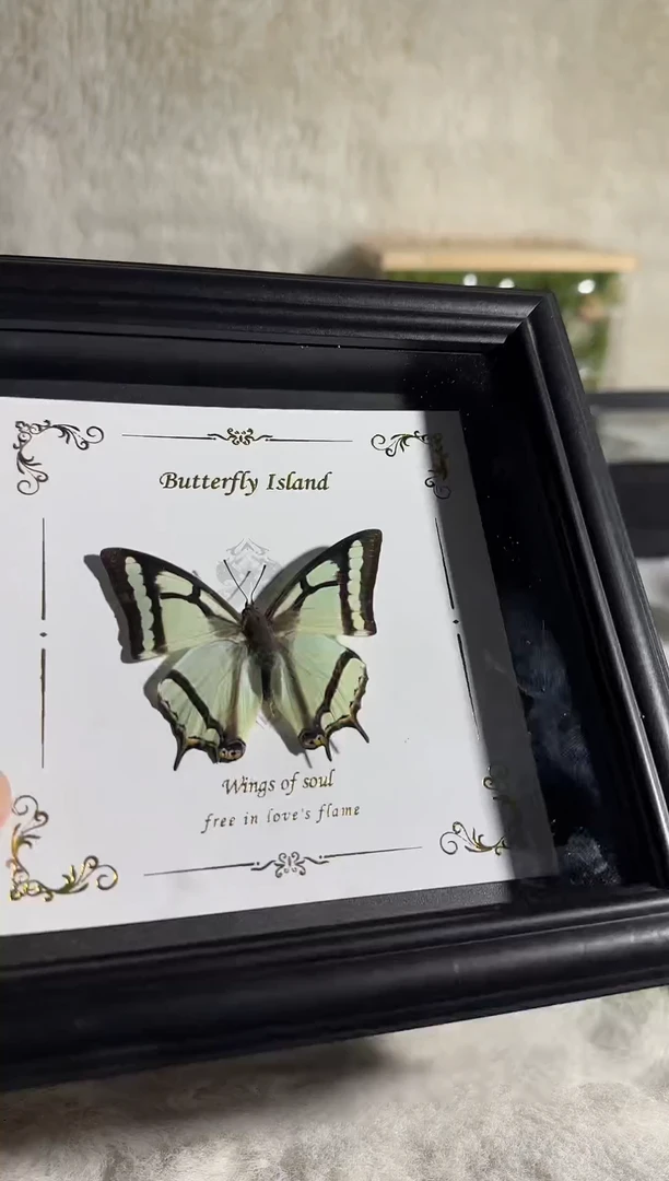 有机玻璃二尾蛱蝶6寸