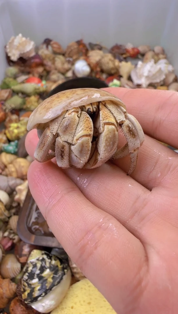 2.6口不理不拉一只